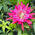 Epiphyllum Cuttings Marmalade Punch Succulent Plant Unrooted Starter Houseplant 8-10 Inches