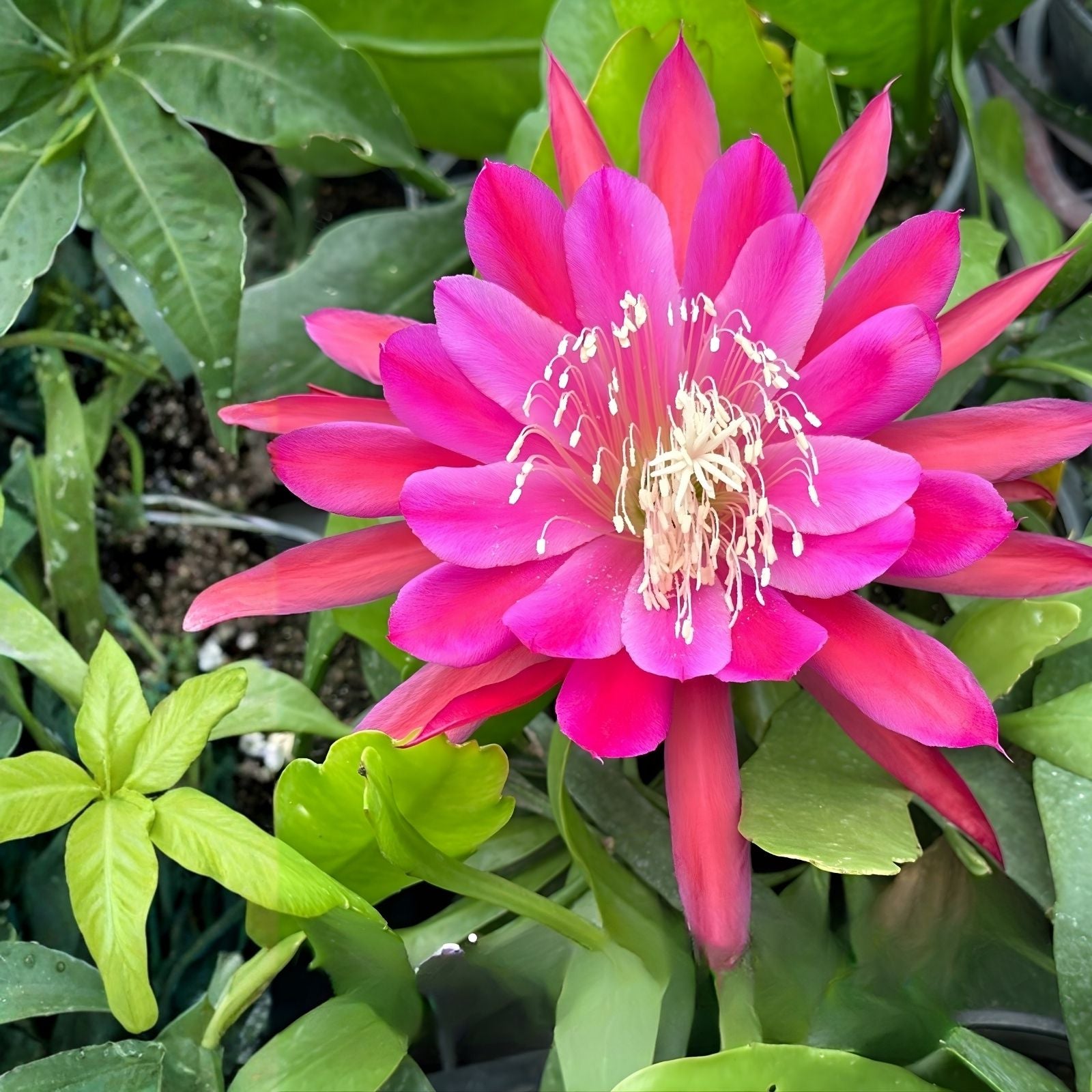 Epiphyllum Cuttings Marmalade Punch Succulent Plant Unrooted Starter Houseplant 8-10 Inches