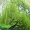 Weeping Willow Tree Cuttings Pack of 5 + 1 Free | Salix Babylonica Live Planting Cuttings | Fresh Stock