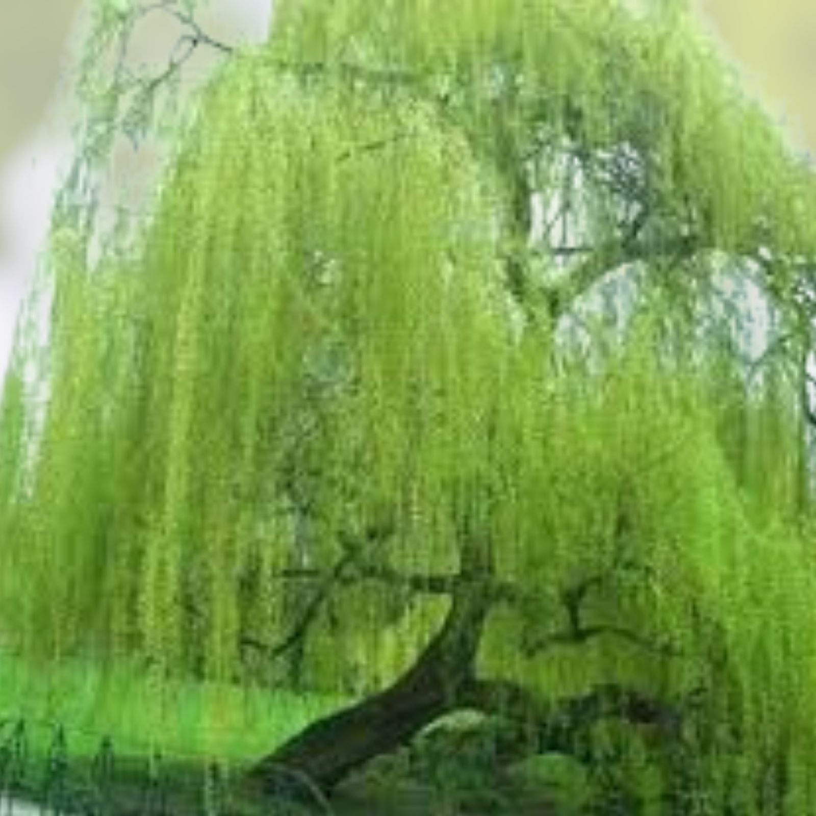 Weeping Willow Tree Cuttings Pack of 5 + 1 Free | Salix Babylonica Live Planting Cuttings | Fresh Stock