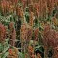 Amur Maple Tree Seeds 30 Pack, Acer tataricum ginnala, Hardy Deciduous Tree, Fast-Growing, Beautiful Fall Foliage, Planting Seeds