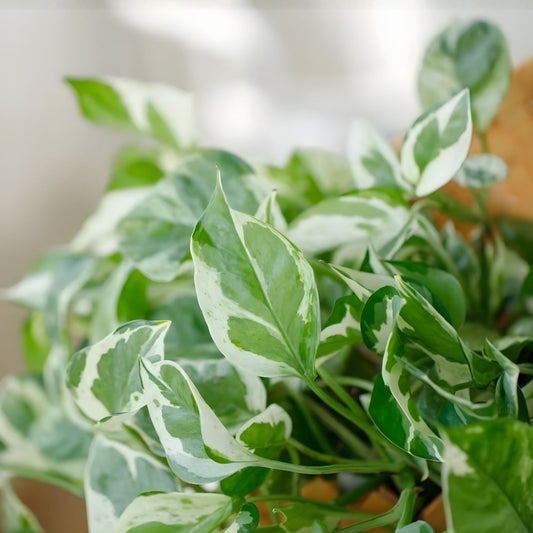 Fire Pothos Cuttings Epipremnum aureum Indoor Houseplant Propagation No Roots 3 Fresh Live Plant Starter