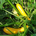 Early Prolific Straight Neck Squash Seeds – Heirloom Cucurbita pepo Vegetable Seeds, 500 Pack, Live Plant, Starter, Bare Root, Houseplant