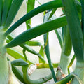 Spanish White Onion Seeds Heirloom Non-GMO Allium cepa Vegetable Seeds for Gardening and Cooking