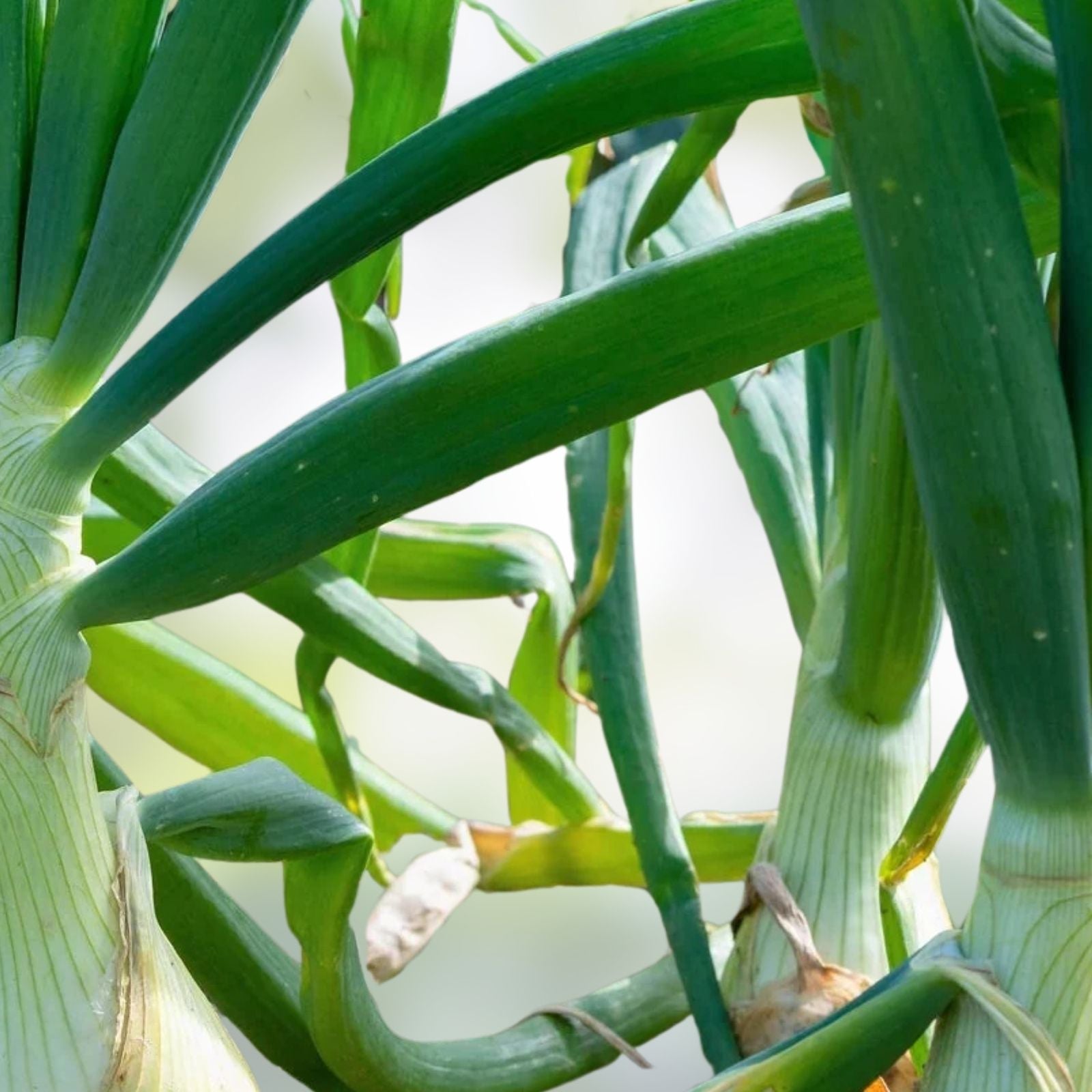 Spanish White Onion Seeds Heirloom Non-GMO Allium cepa Vegetable Seeds for Gardening and Cooking