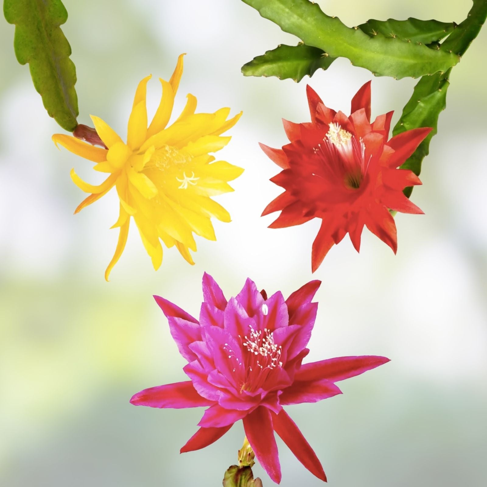 Assorted Epiphyllum Cuttings Orchid Cactus Succulents Live Plant Propagation Mixed Colors