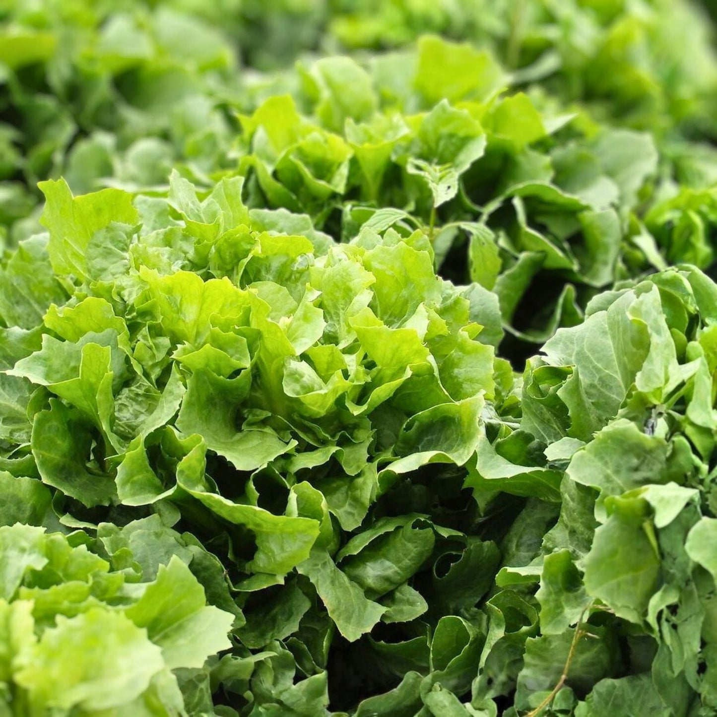 Heirloom Lettuce Seeds Non-GMO Endive Broadleaf Batavian Organic Vegetable Garden Starter Plant