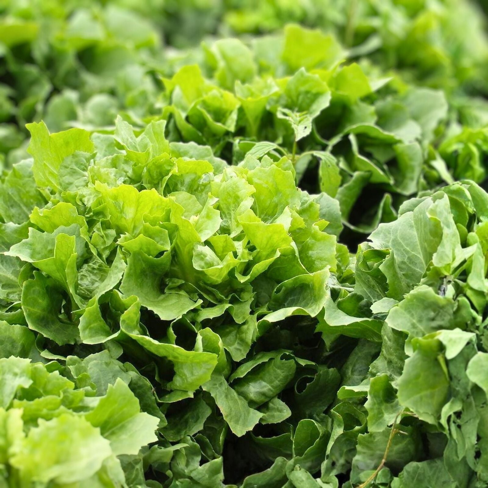 Heirloom Lettuce Seeds Non-GMO Endive Broadleaf Batavian Organic Vegetable Garden Starter Plant
