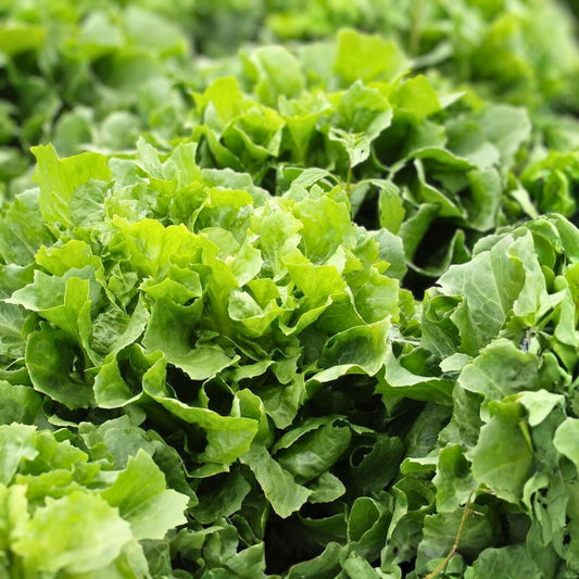 Heirloom Lettuce Seeds Non-GMO Endive Broadleaf Batavian Organic Vegetable Garden Starter Plant