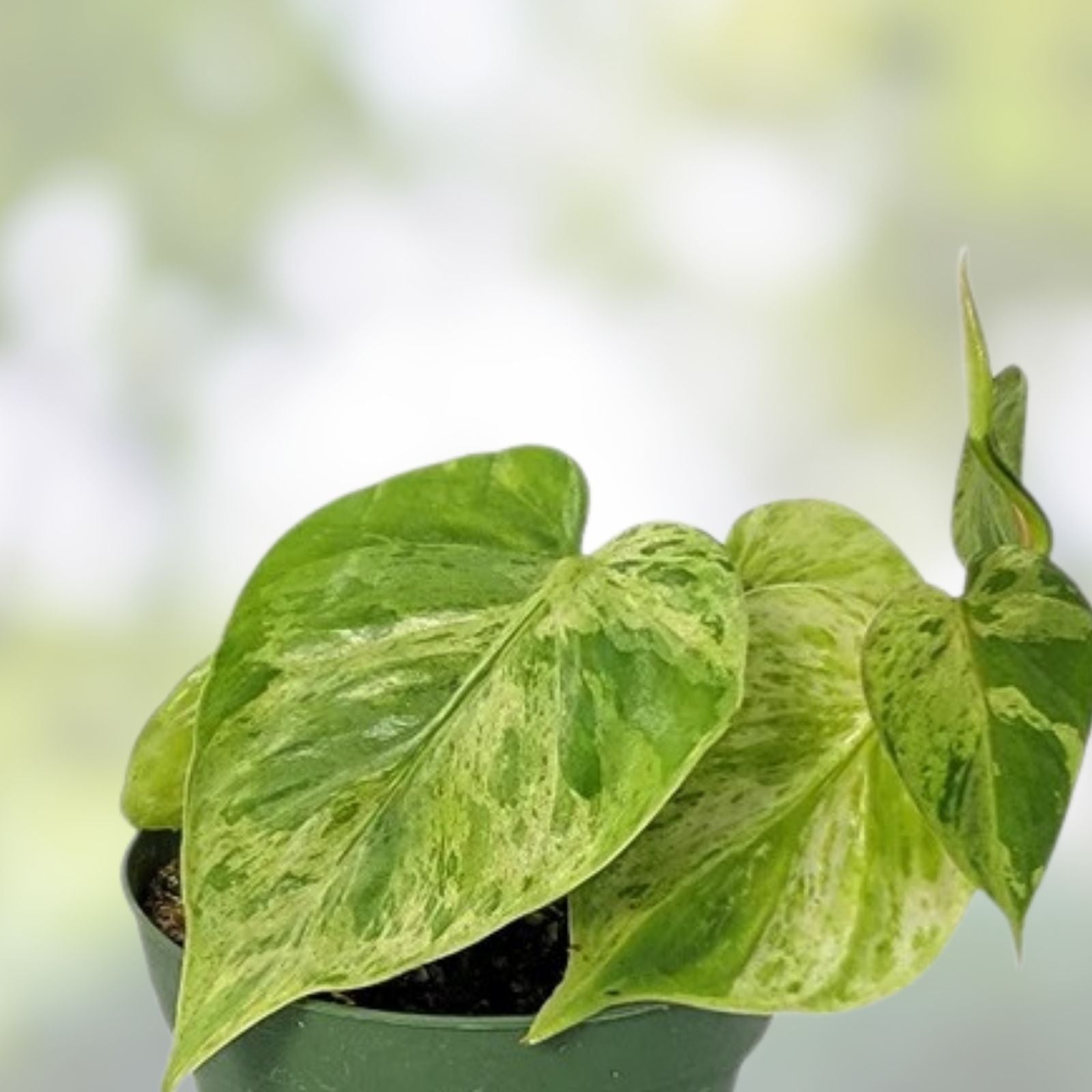 Variegated Heartleaf Philodendron Cuttings – 2 Rooted Houseplants – Philodendron Hederaceum Variegatum – Indoor Plant