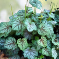 Coral Bells Bare Root Plant Heuchera Americana Dale's Strain Silver Blue Foliage Hardy Perennial Zones 4-7