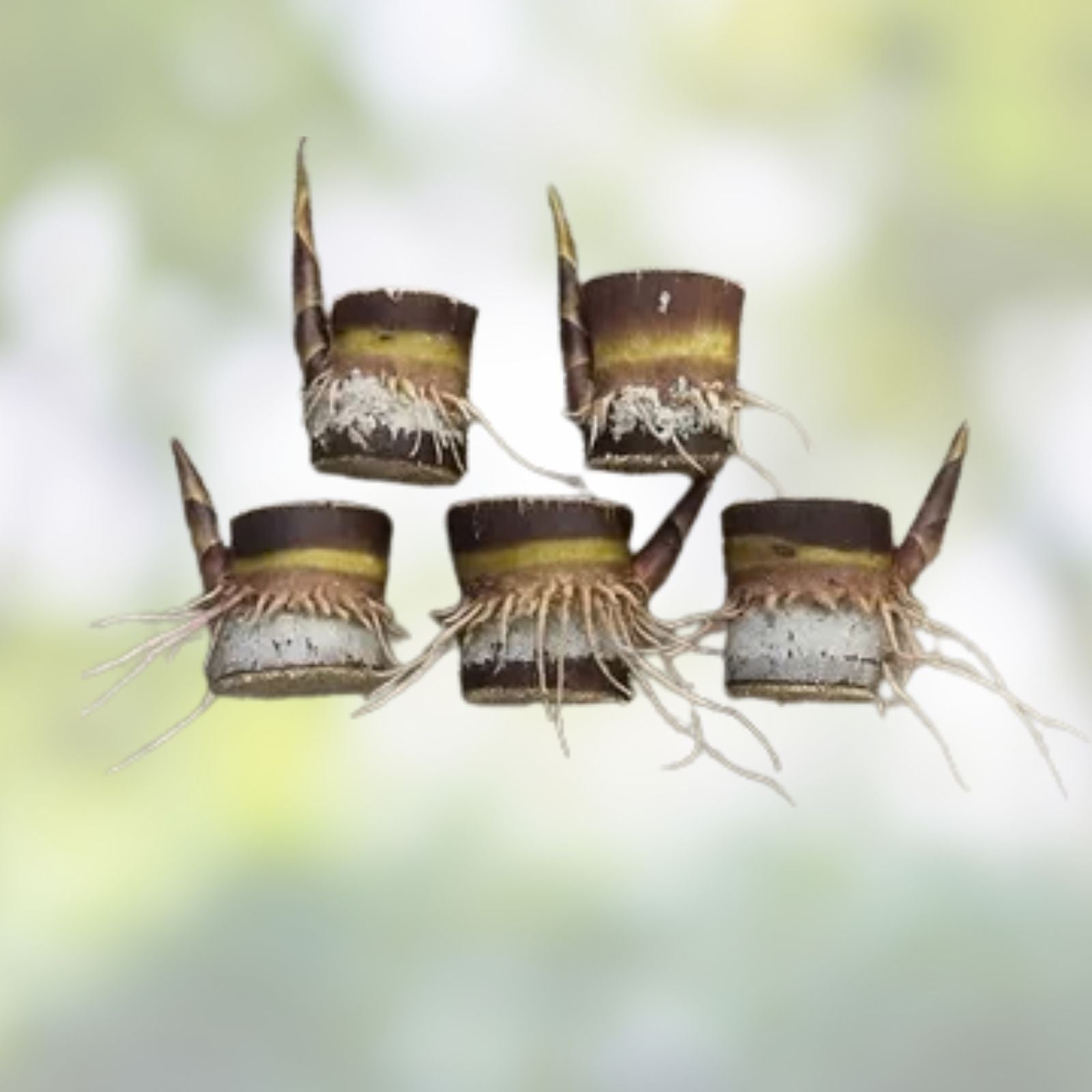 Rooted Sugarcane Cuttings 5pcs | Sweet Juicy Tropical Plant | Saccharum officinarum | Ready to Grow, Fast Shipping