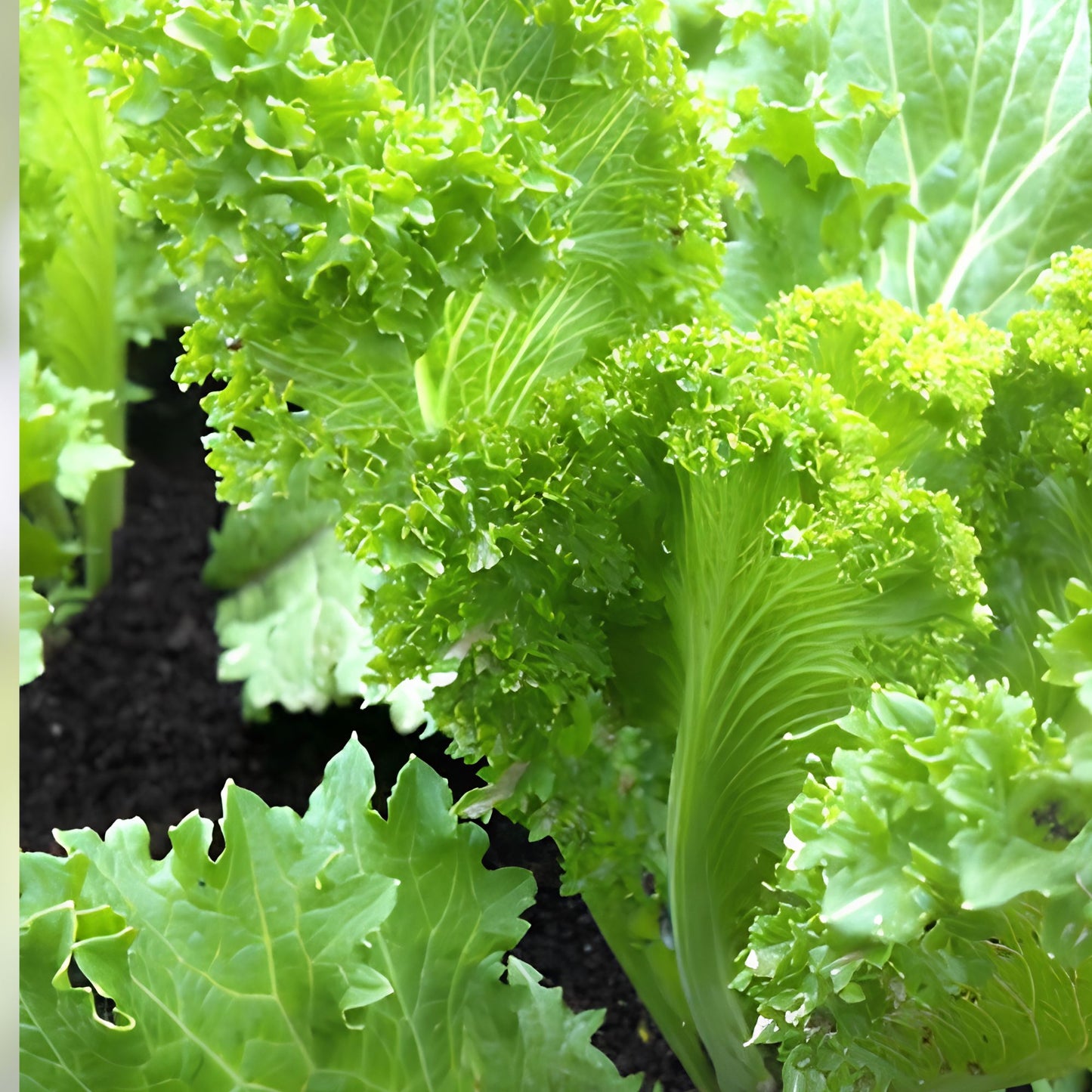 Mustard Green Seeds Southern Giant Non-GMO Heirloom Brassica juncea Vegetable Seeds 500 Pack