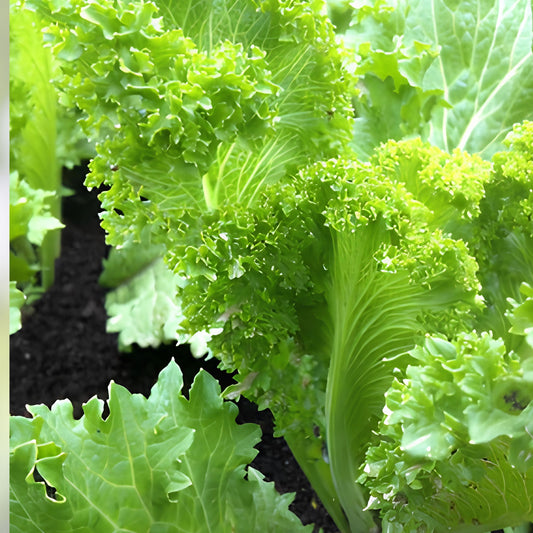 Mustard Green Seeds Southern Giant Non-GMO Heirloom Brassica juncea Vegetable Seeds 500 Pack
