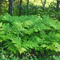 Eagle Fern Live Plants Set of 7 Pteridium aquilinum Indoor Outdoor Ferns Houseplants Rare Woodland Ferns