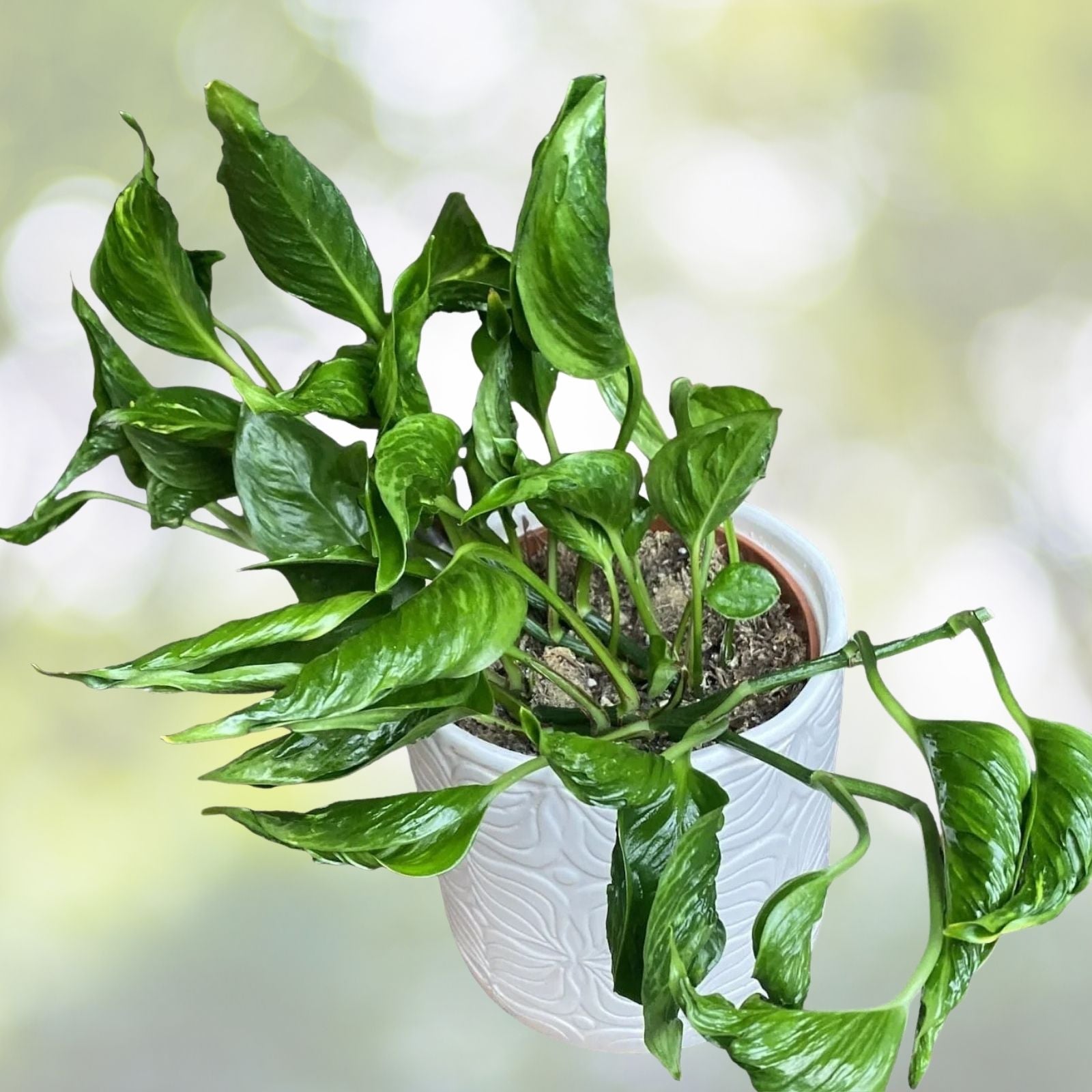 Shangri-La Pothos Cuttings Epipremnum aureum Indoor Plant Starter Clippings No Roots Houseplant Decor