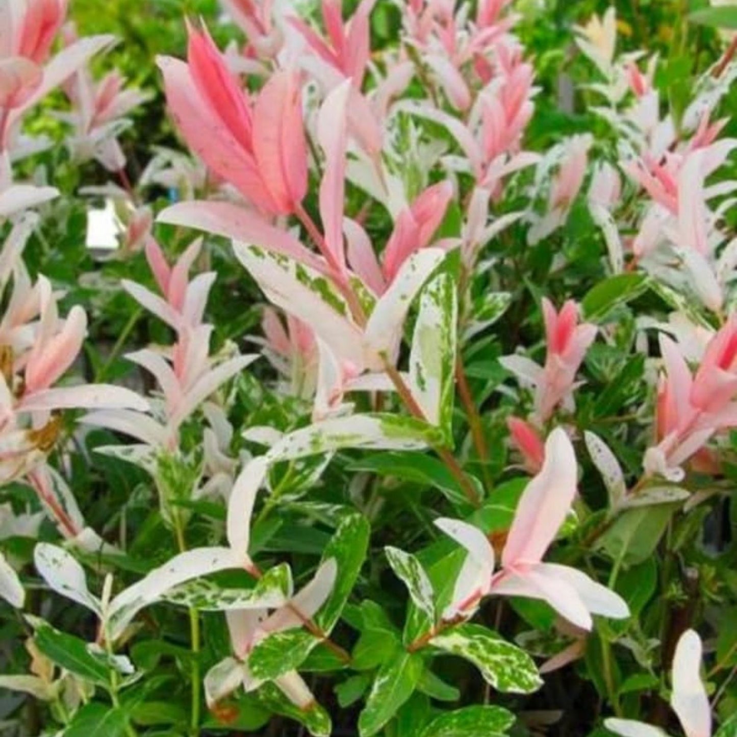 Dappled Willow Cutting 6 Inch Variegated Pink White Foliage Salix integra Hakuro Nishiki Live Plant