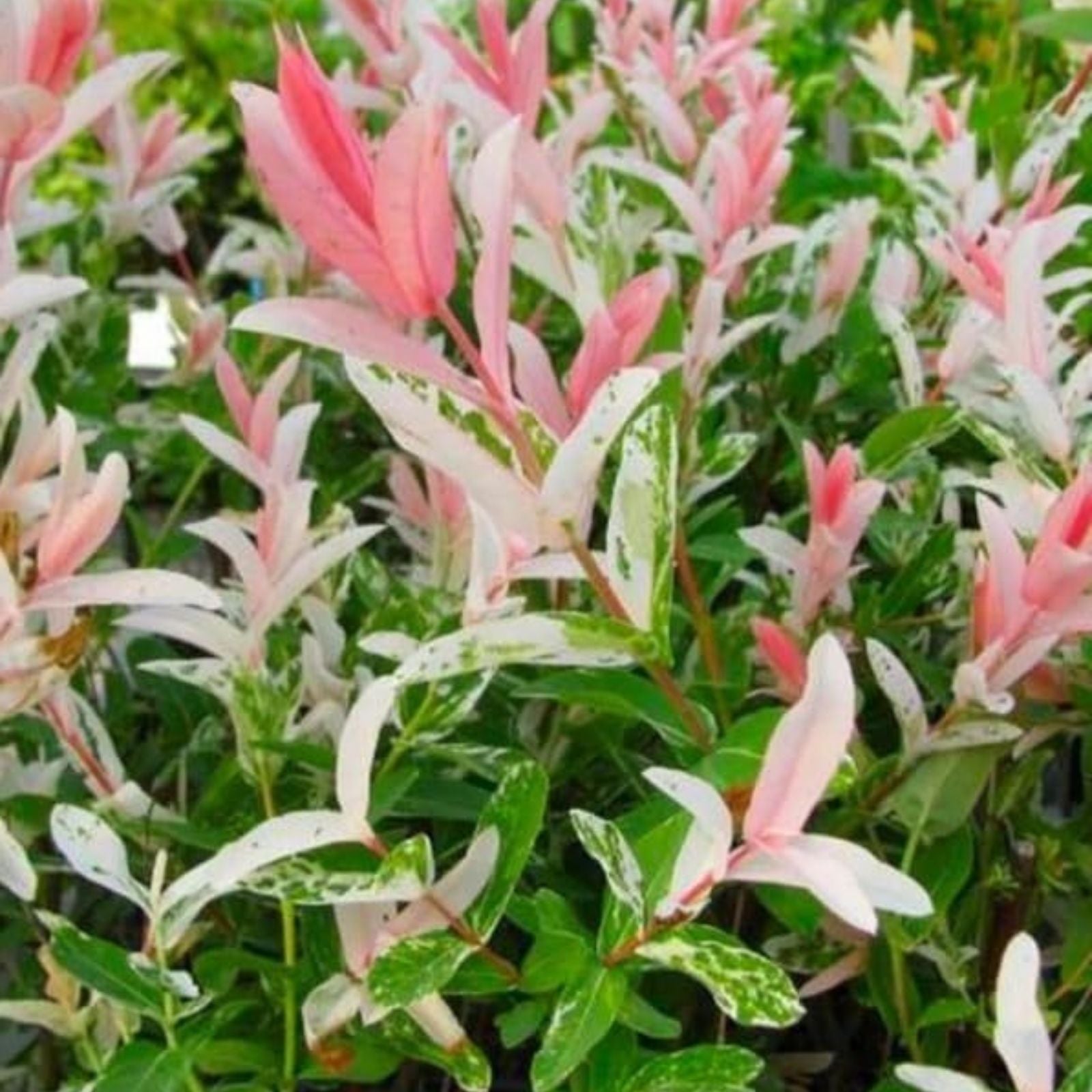Dappled Willow Cutting 6 Inch Variegated Pink White Foliage Salix integra Hakuro Nishiki Live Plant
