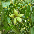Pecan Seedlings 5 Live Green Cuttings Carya illinoinensis Propagation Starter Tree Clones