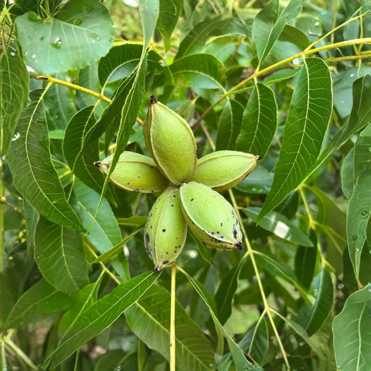 Pecan Seedlings 5 Live Green Cuttings Carya illinoinensis Propagation Starter Tree Clones
