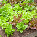 Heirloom Bibb Lettuce Seeds Organic Non-GMO 100 Pack – Salad Greens, Easy Grow, Home Gardening, Leaf Lettuce Seeds