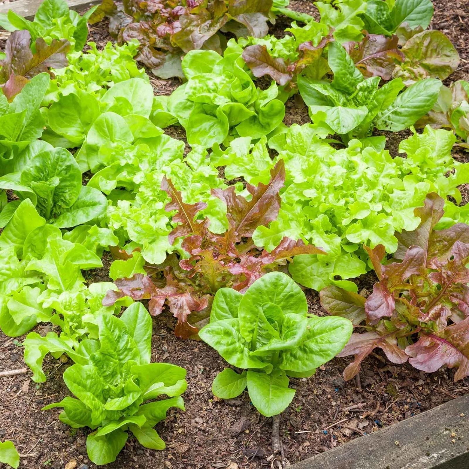 Heirloom Bibb Lettuce Seeds Organic Non-GMO 100 Pack – Salad Greens, Easy Grow, Home Gardening, Leaf Lettuce Seeds