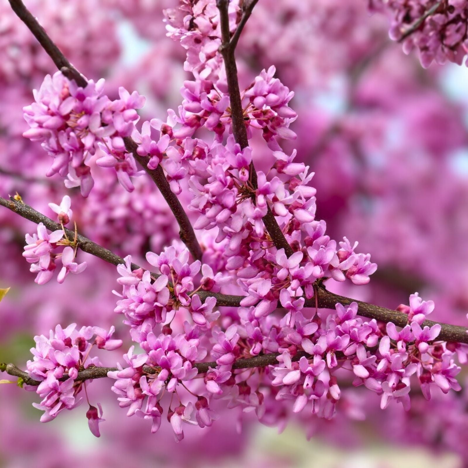 Eastern Redbud Cuttings Cercis canadensis 15 Thin Propagation Live Plant Bare Root Landscaping Gardening