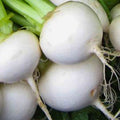 White Egg Turnip Seeds 500 Non-GMO Heirloom Brassica rapa Vegetable Starter Plant Bare Root