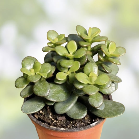 Jade Plant Cuttings Crassula ovata Live Succulents Starter Plants Houseplants Easy to Grow Organic Lucky Plant
