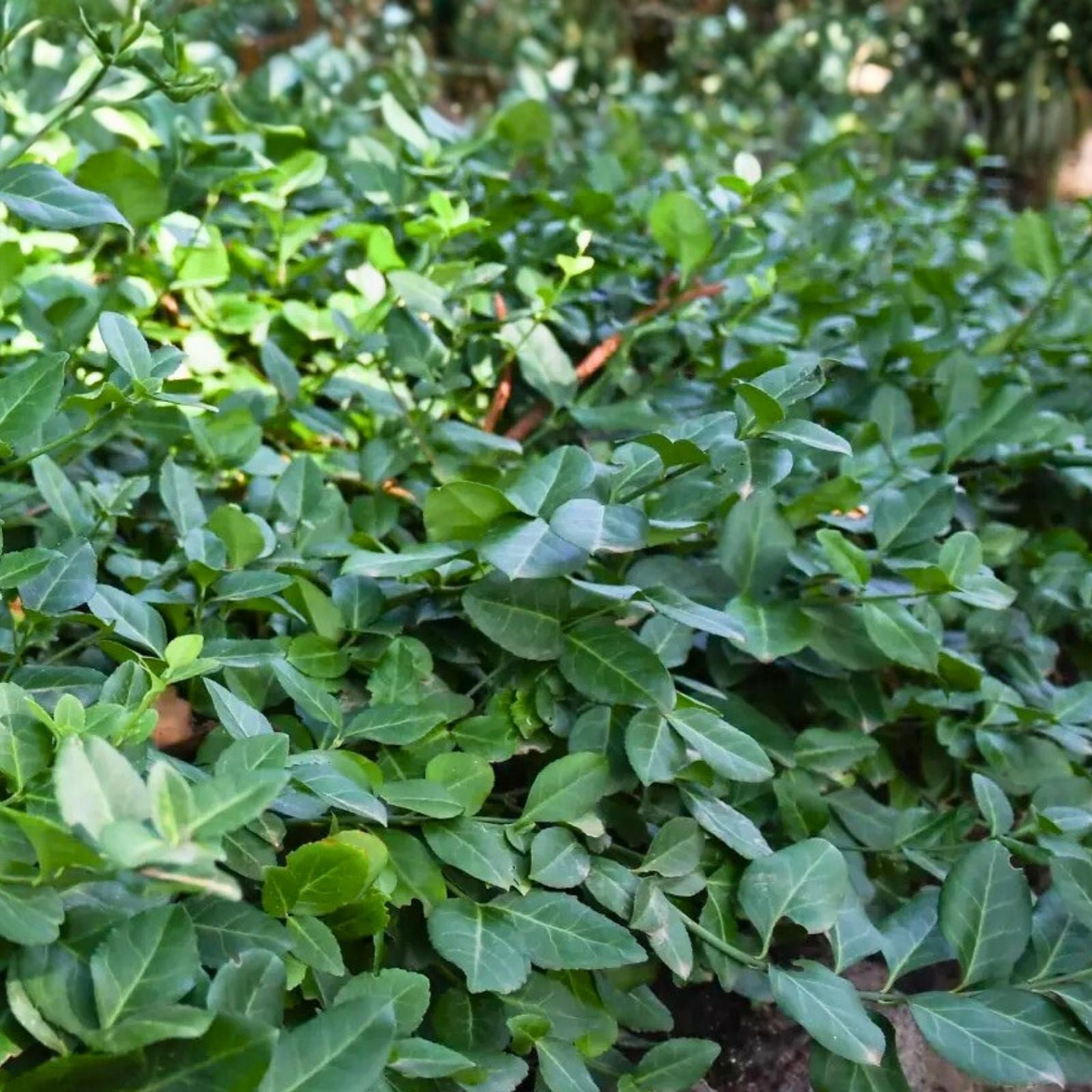 Wintercreeper Euonymus fortunei 6 Pack Evergreen Ground Cover Live Plants Perennial Starter Plants