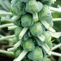 Brussel Sprout Seeds Churchill Variety Non-GMO Organic Vegetable Seeds for Home Gardening 100 Pack
