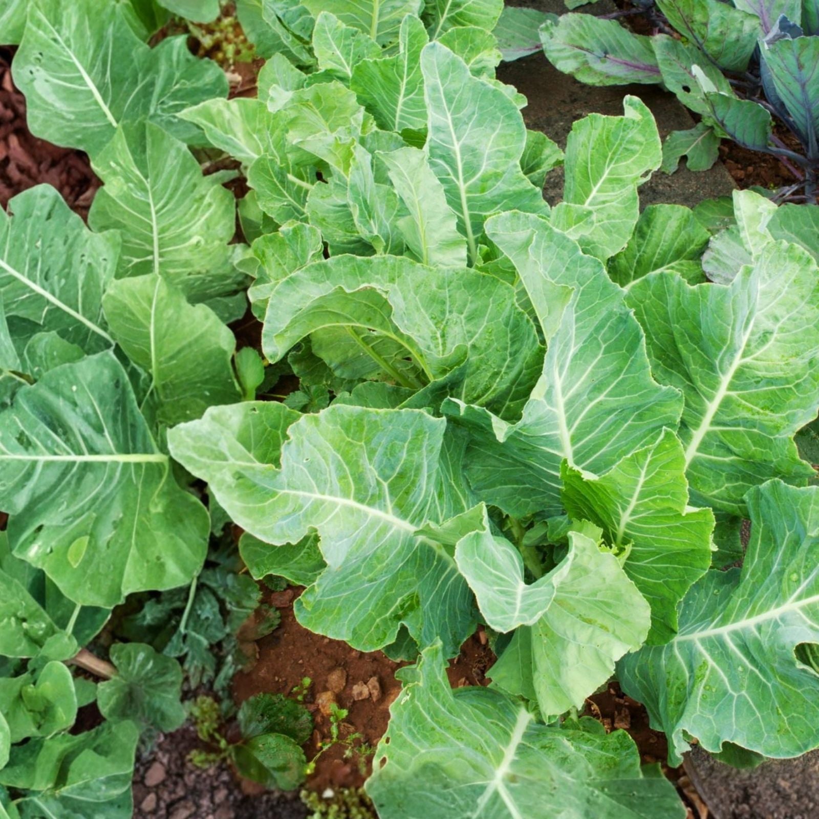 Heirloom Pea Seeds Thomas Laxton Variety Non-GMO, Live Plant, Vegetable Seeds for Home Gardening, Pisum sativum