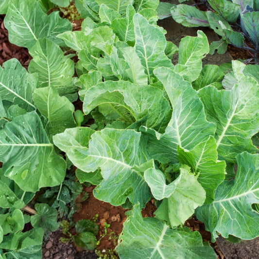 Heirloom Pea Seeds Thomas Laxton Variety Non-GMO, Live Plant, Vegetable Seeds for Home Gardening, Pisum sativum