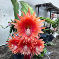 Epiphyllum Red Shadow Cutting 8-10in Tropical Cactus Houseplant Live Plant Unrooted Starter