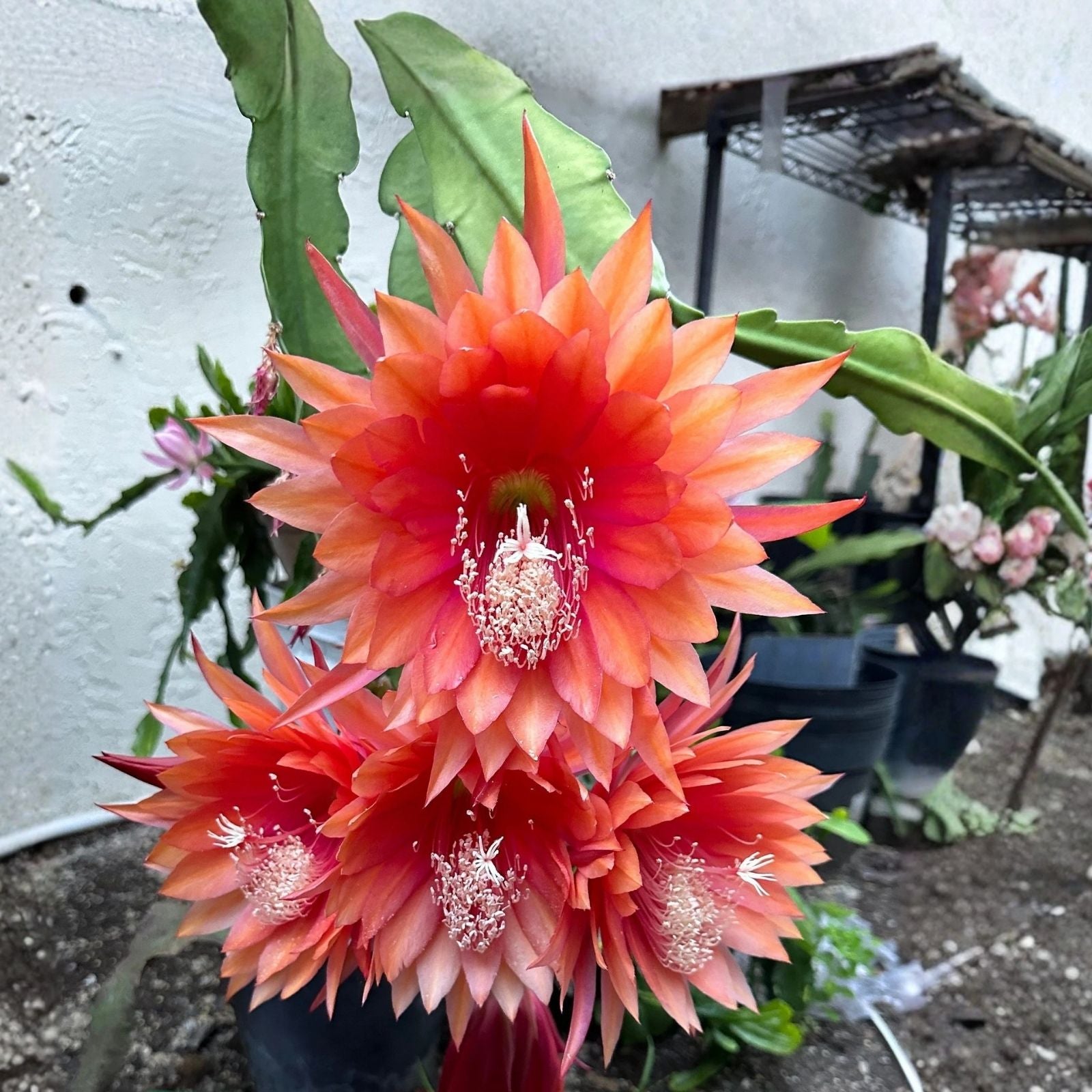 Epiphyllum Red Shadow Cutting 8-10in Tropical Cactus Houseplant Live Plant Unrooted Starter