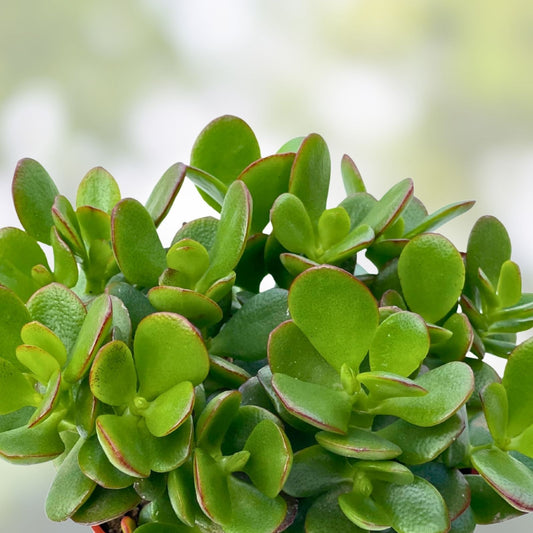 Live Jade Plant Cuttings 4-6 Inch Crassula ovata Succulent Drought Resistant Indoor Houseplant