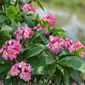 Large Plumeria Plant Cutting - Plumeria rubra, Pink, 20" Tropical Flowering Tree, Live Starter Plant, Bare Root, Frangipani Tree
