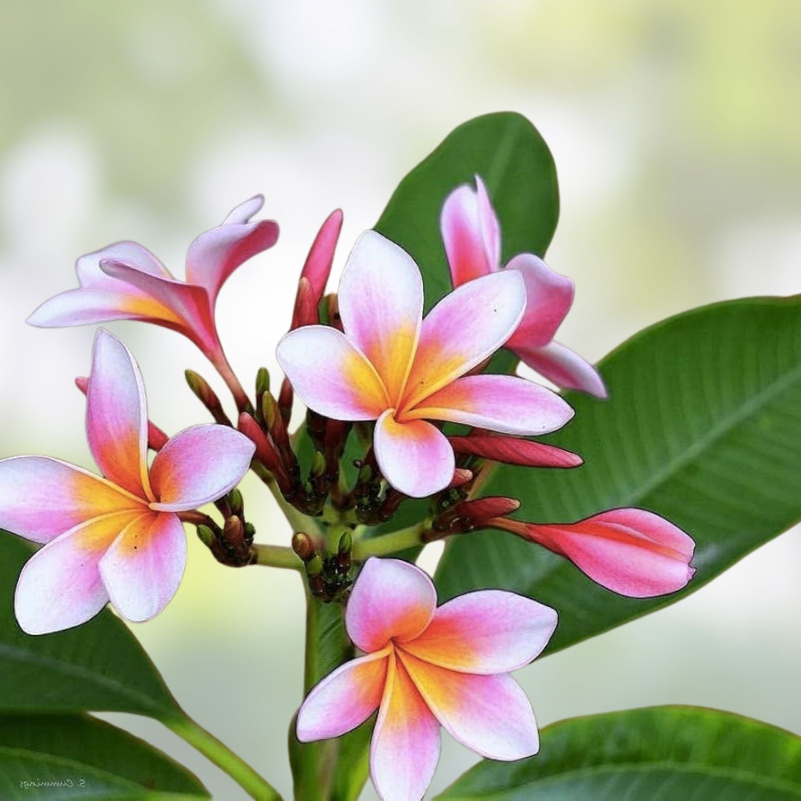 Purple Plumeria Plant in 3-Inch Pot, Live Rooted Frangipani, Tropical Flowering Houseplant, Plumeria spp.