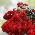 Red Crepe Myrtle Cuttings - 4-6 Inch Lagerstroemia indica Live Plant Propagation, Free Shipping