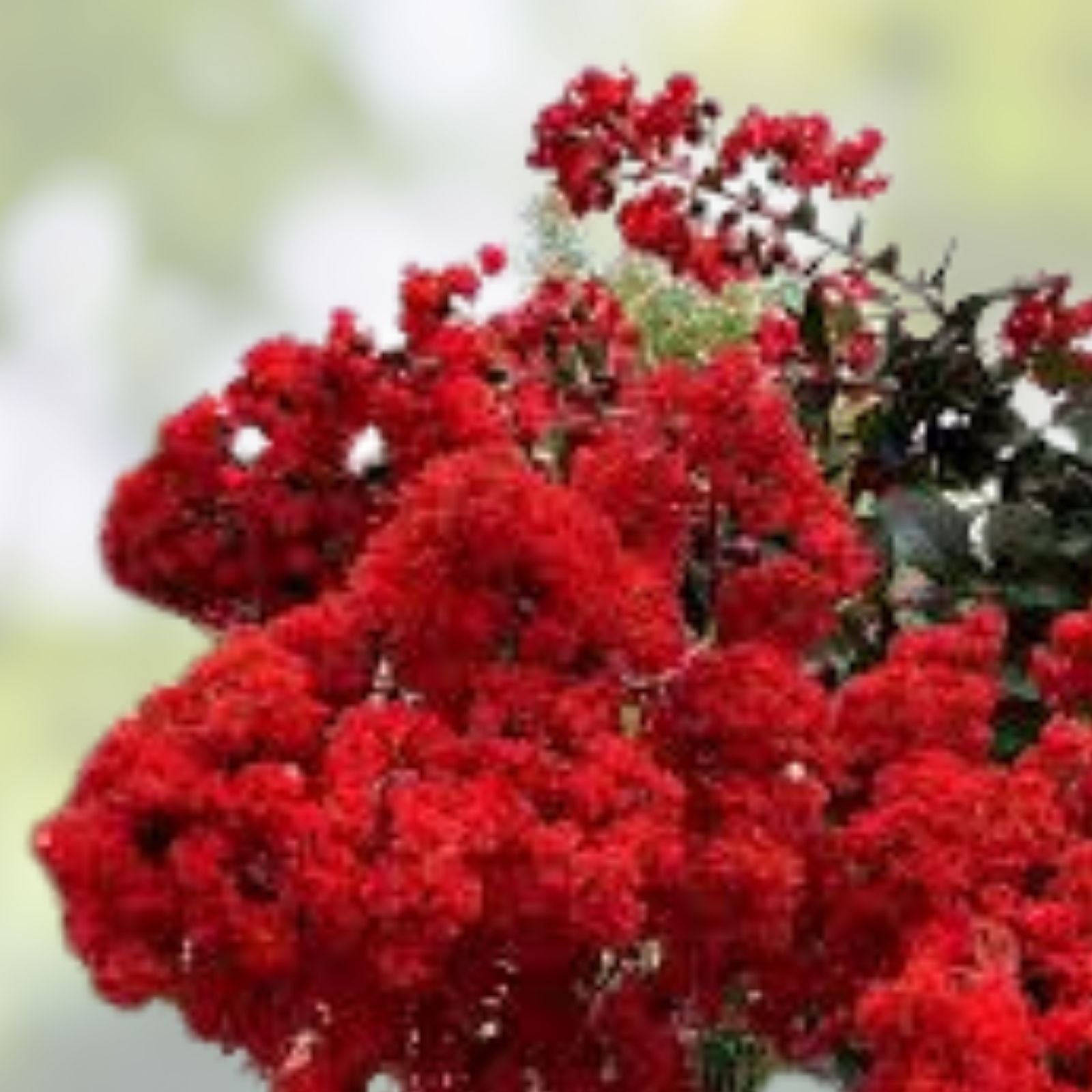 Red Crepe Myrtle Cuttings - 4-6 Inch Lagerstroemia indica Live Plant Propagation, Free Shipping