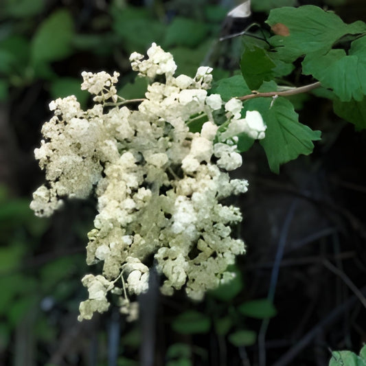 Ocean Spray Bush Seeds 50 Pack | Holodiscus discolor Native Plant for Gardens & Landscaping | Cream Flowers | Live Plant Cutting