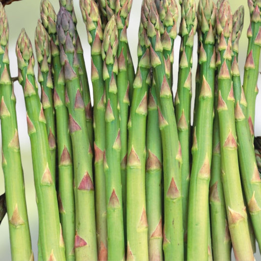 Jersey Knight Live Asparagus Bare Root Plants – 2-Year Crowns, Easy to Grow Perennial Vegetable, Asparagus officinalis