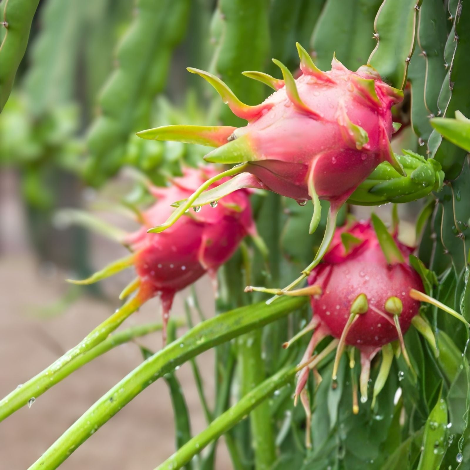 Dragon Fruit Cuttings 8-14 Inches Hylocereus Cactus Plant Propagation Live Houseplant
