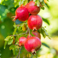 Pomegranate Cuttings Punica granatum 15 Healthy Live Plants Garden Landscape Starter Plant