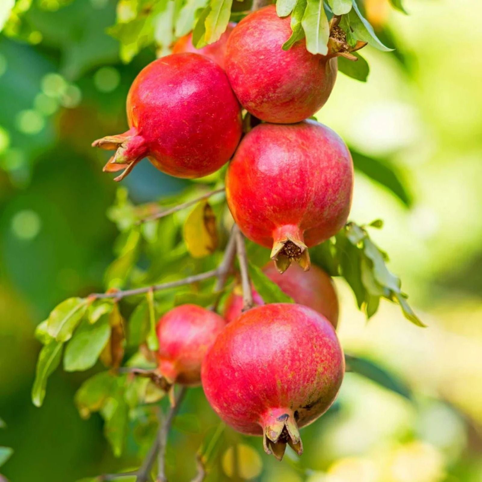 Pomegranate Cuttings Punica granatum 15 Healthy Live Plants Garden Landscape Starter Plant