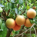 Pink Grapefruit Tree Cuttings 4 Pack Citrus × paradisi Live Starter Plants for Home Gardening Indoor Planting