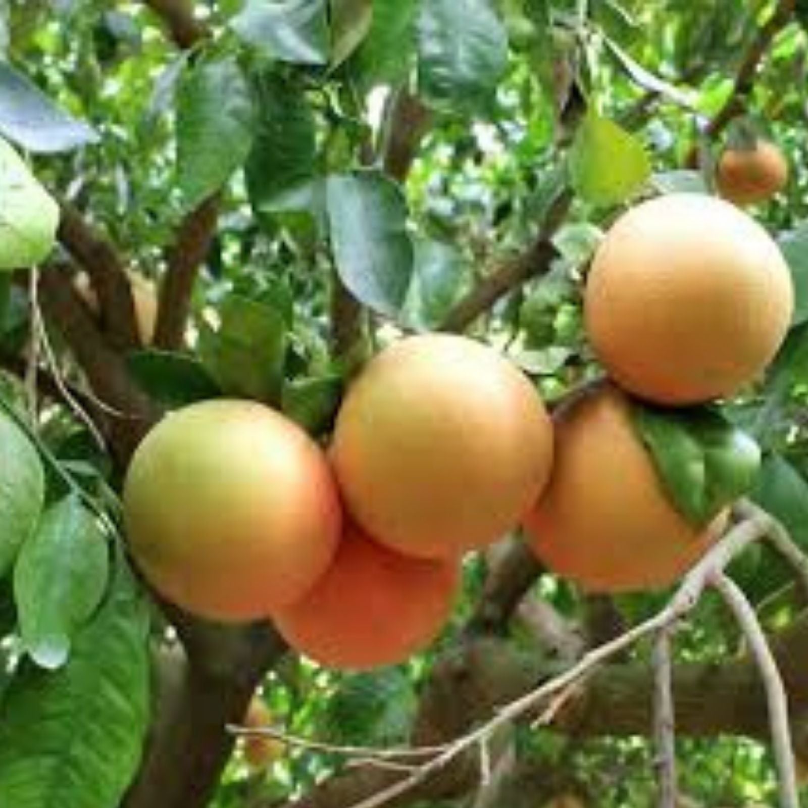 Pink Grapefruit Tree Cuttings 4 Pack Citrus × paradisi Live Starter Plants for Home Gardening Indoor Planting