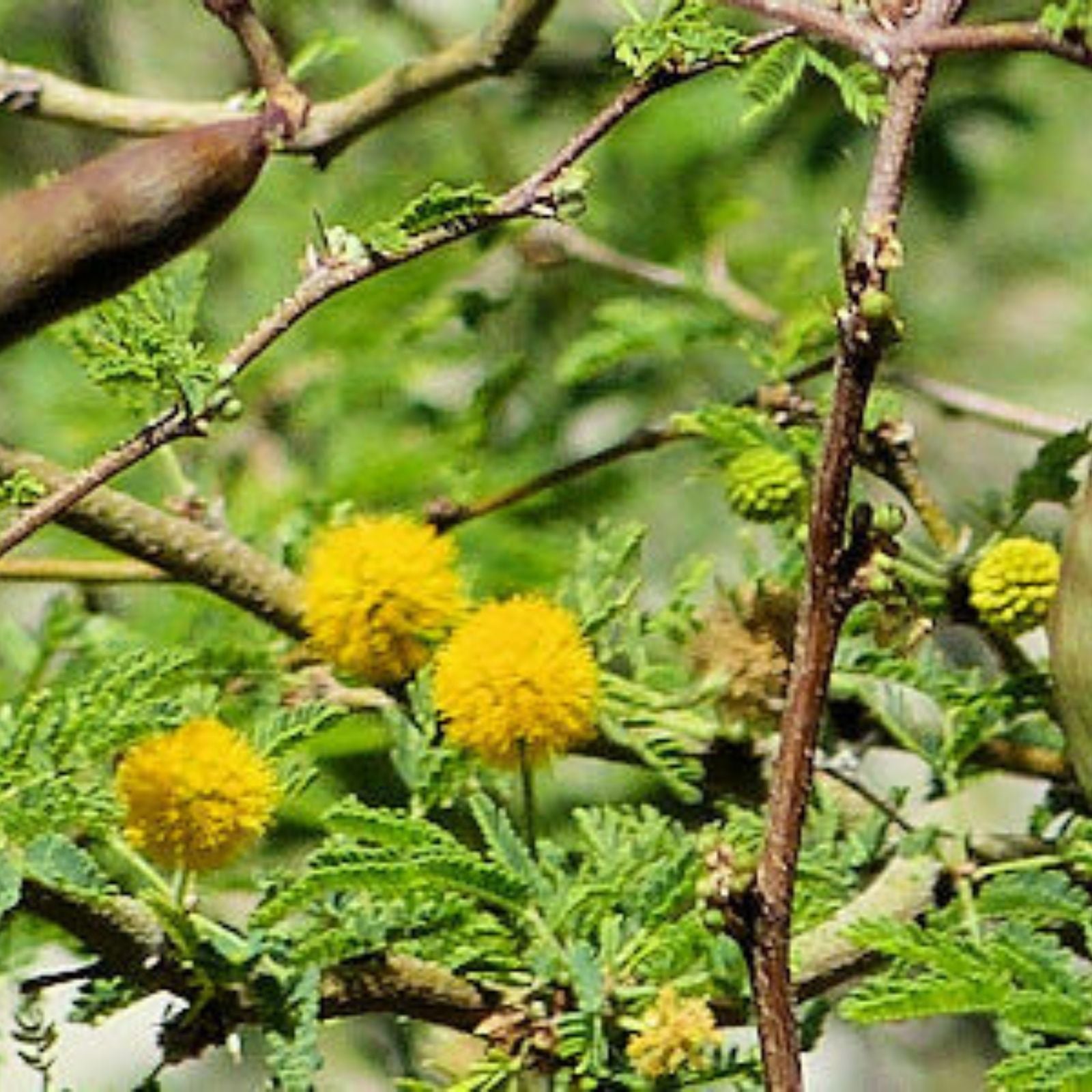 Sweet Acacia Seeds Vachellia farnesiana Yellow Flower Drought-Tolerant Live Plant or Seeds for Gardens Landscaping