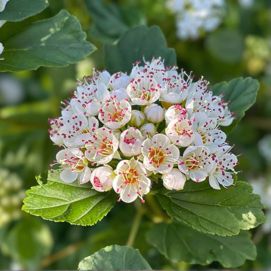 Ninebark Plant Bare Root Shrub Physocarpus opulifolius 12-18 inches Hardy Zone 5-9 Live Plant Cutting
