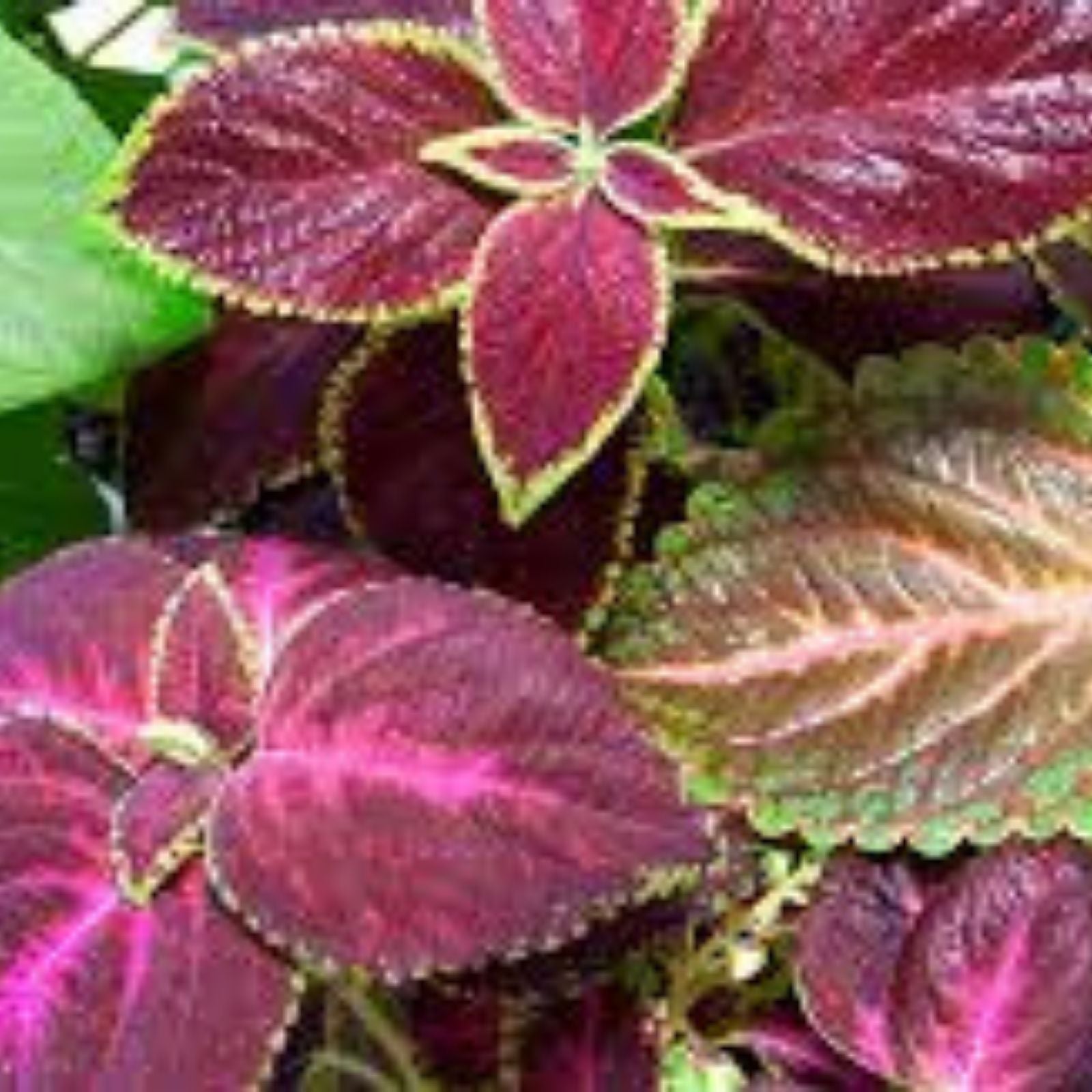 Coleus Splish Splash Live Rooted Starter Plant - Vibrant Ornamental Foliage - Coleus blumei - Fresh Stock